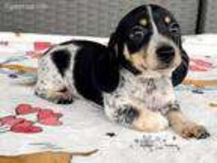 Dachshund Puppy for sale in Youngstown, OH, USA