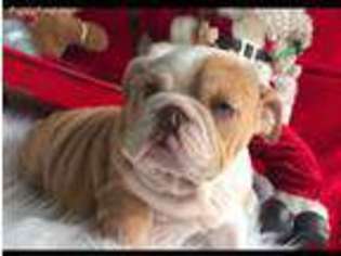 Bulldog Puppy for sale in Orlando, FL, USA