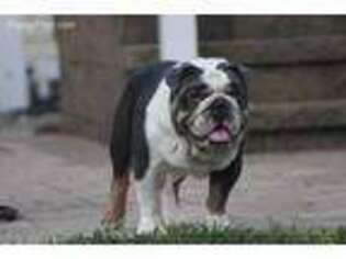 Bulldog Puppy for sale in Cold Spring, NY, USA