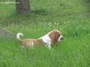 Basset Hound Puppy for sale in Barnsdall, OK, USA