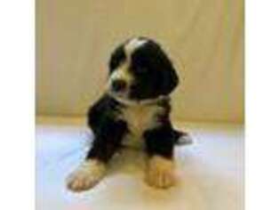 Mutt Puppy for sale in Spencer, TN, USA