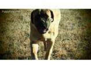 Mastiff Puppy for sale in Joplin, MO, USA