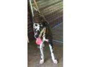 Great Dane Puppy for sale in Texarkana, AR, USA