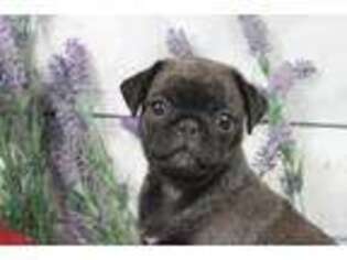 Pug Puppy for sale in Tome, NM, USA