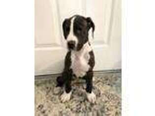 Great Dane Puppy for sale in Sunriver, OR, USA