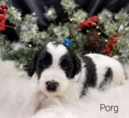 Mutt Puppy for sale in Rochester, MN, USA