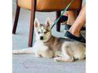 Alaskan Klee Kai Puppy for sale in Ellington, CT, USA