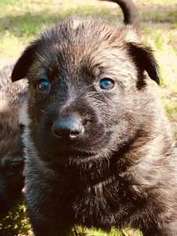 German Shepherd Dog Puppy for sale in Brandon, MS, USA