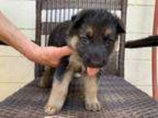 German Shepherd Dog Puppy for sale in Eustis, FL, USA