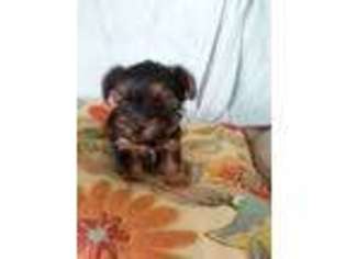 Yorkshire Terrier Puppy for sale in Leonardtown, MD, USA