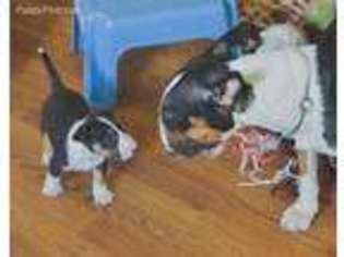 Bull Terrier Puppy for sale in Windsor, VA, USA