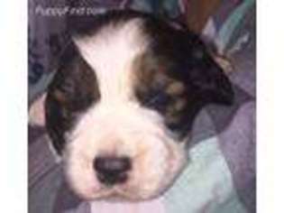 English Springer Spaniel Puppy for sale in Johnstown, CO, USA