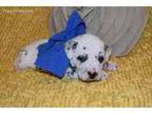 Dalmatian Puppy for sale in Baltic, OH, USA