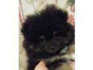 Pomeranian Puppy for sale in Stockton, CA, USA