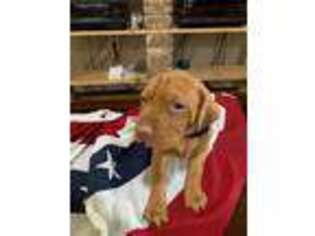 Vizsla Puppy for sale in Foley, AL, USA