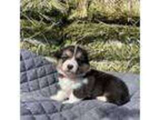 Pembroke Welsh Corgi Puppy for sale in Kodiak, AK, USA