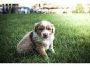Miniature Australian Shepherd Puppy for sale in Buena Vista, CO, USA