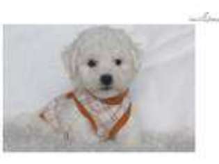 Bichon Frise Puppy for sale in Little Rock, AR, USA