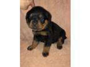 Rottweiler Puppy for sale in Warden, WA, USA