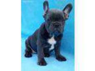 French Bulldog Puppy for sale in Rockville, MD, USA