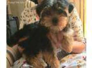 Yorkshire Terrier Puppy for sale in Knob Noster, MO, USA
