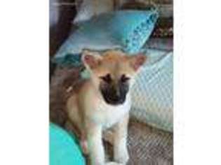 Akita Puppy for sale in Daytona Beach, FL, USA