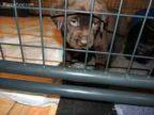 Labrador Retriever Puppy for sale in Strong, ME, USA