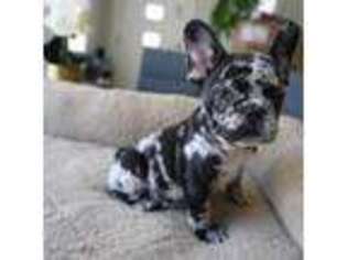 French Bulldog Puppy for sale in San Francisco, CA, USA