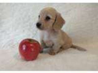 Dachshund Puppy for sale in Salesville, OH, USA