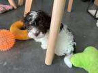 Havanese Puppy for sale in Oxon Hill, MD, USA