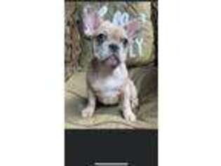 French Bulldog Puppy for sale in Jamaica, NY, USA