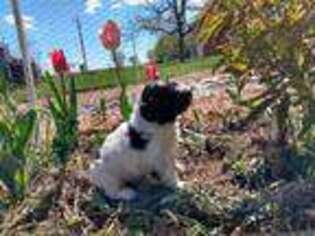 Mutt Puppy for sale in Rockland, WI, USA