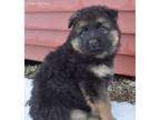 German Shepherd Dog Puppy for sale in Millersburg, IN, USA