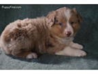 Miniature Australian Shepherd Puppy for sale in Cherokee, NC, USA