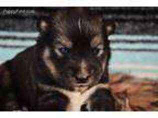 Siberian Husky Puppy for sale in Garland, UT, USA