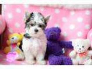 Yorkshire Terrier Puppy for sale in MILPITAS, CA, USA