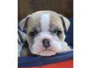 Bulldog Puppy for sale in Tompkinsville, KY, USA
