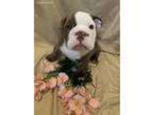 Bulldog Puppy for sale in Dellroy, OH, USA