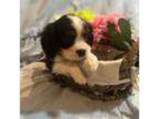 Cavalier King Charles Spaniel Puppy for sale in Pearl River, NY, USA