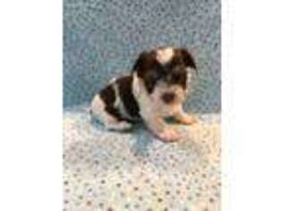 Biewer Terrier Puppy for sale in Williamston, MI, USA