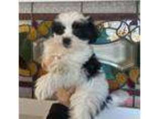 Mal-Shi Puppy for sale in Falcon, CO, USA