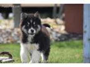 Siberian Husky Puppy for sale in Calhoun, GA, USA