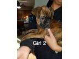 Boxer Puppy for sale in Caledonia, MN, USA