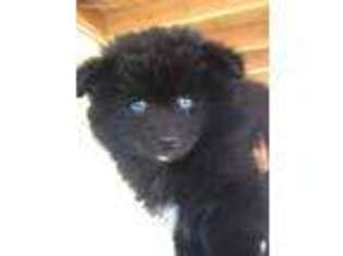 Mutt Puppy for sale in Merrick, NY, USA