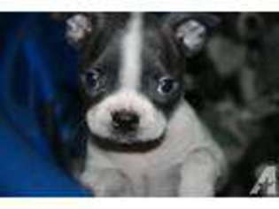 Boston Terrier Puppy for sale in PALM SPRINGS, CA, USA