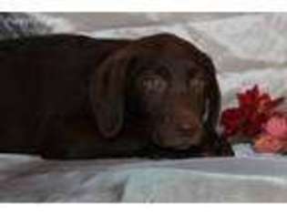 Labrador Retriever Puppy for sale in Novinger, MO, USA
