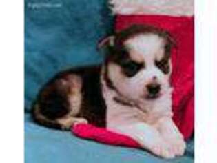 Alaskan Klee Kai Puppy for sale in Cloquet, MN, USA