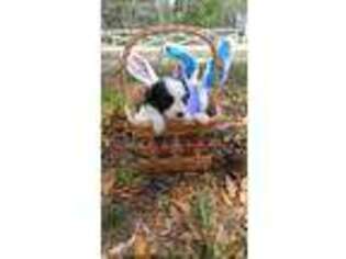 Papillon Puppy for sale in Frostproof, FL, USA