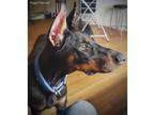 Doberman Pinscher Puppy for sale in Rochester, NY, USA