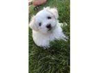 Maltese Puppy for sale in Franklin, WI, USA